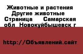 Животные и растения Другие животные - Страница 2 . Самарская обл.,Новокуйбышевск г.